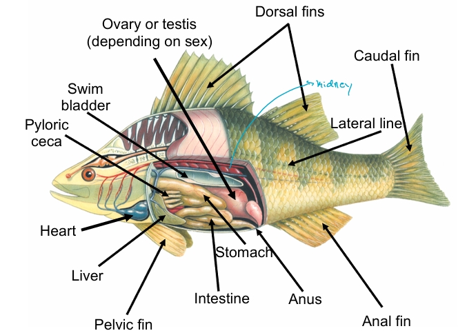 <p>increases SA for digestion of food</p>
