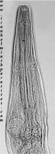 <ol><li><p>SN</p></li><li><p>PS</p></li><li><p>DH</p></li><li><p>CN</p></li></ol><p></p>