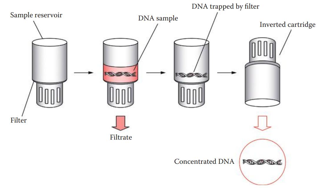 Concentrating DNA solutions using filtration devices. DNA samples are loaded into the reservoir. The liquid is filtered by centrifugation and the DNA becomes trapped in the membrane. The cartridge is then inverted to recover the trapped DNA by centrifugation.