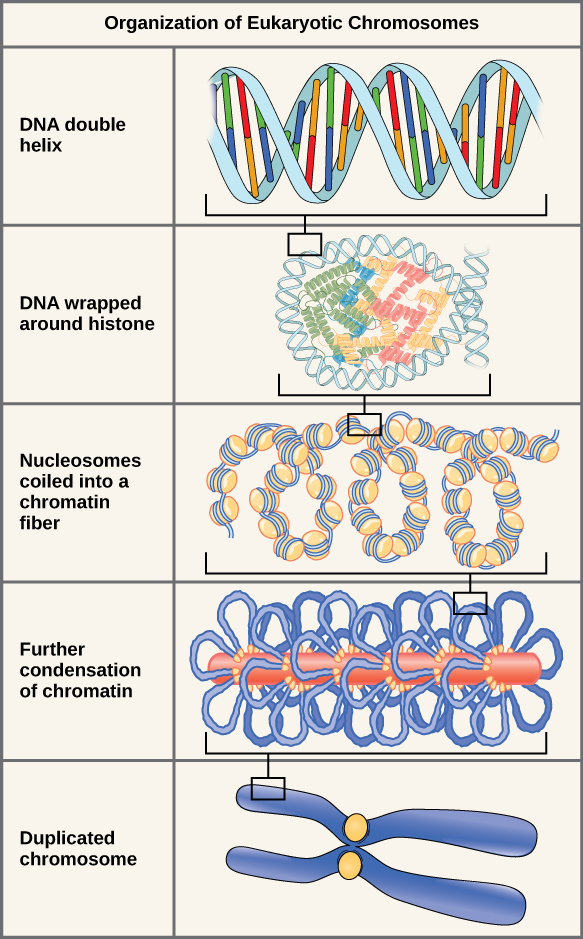 <p>DNA → nucleosome → 30 nm fiber → looped domains → condensed chromosome. </p>