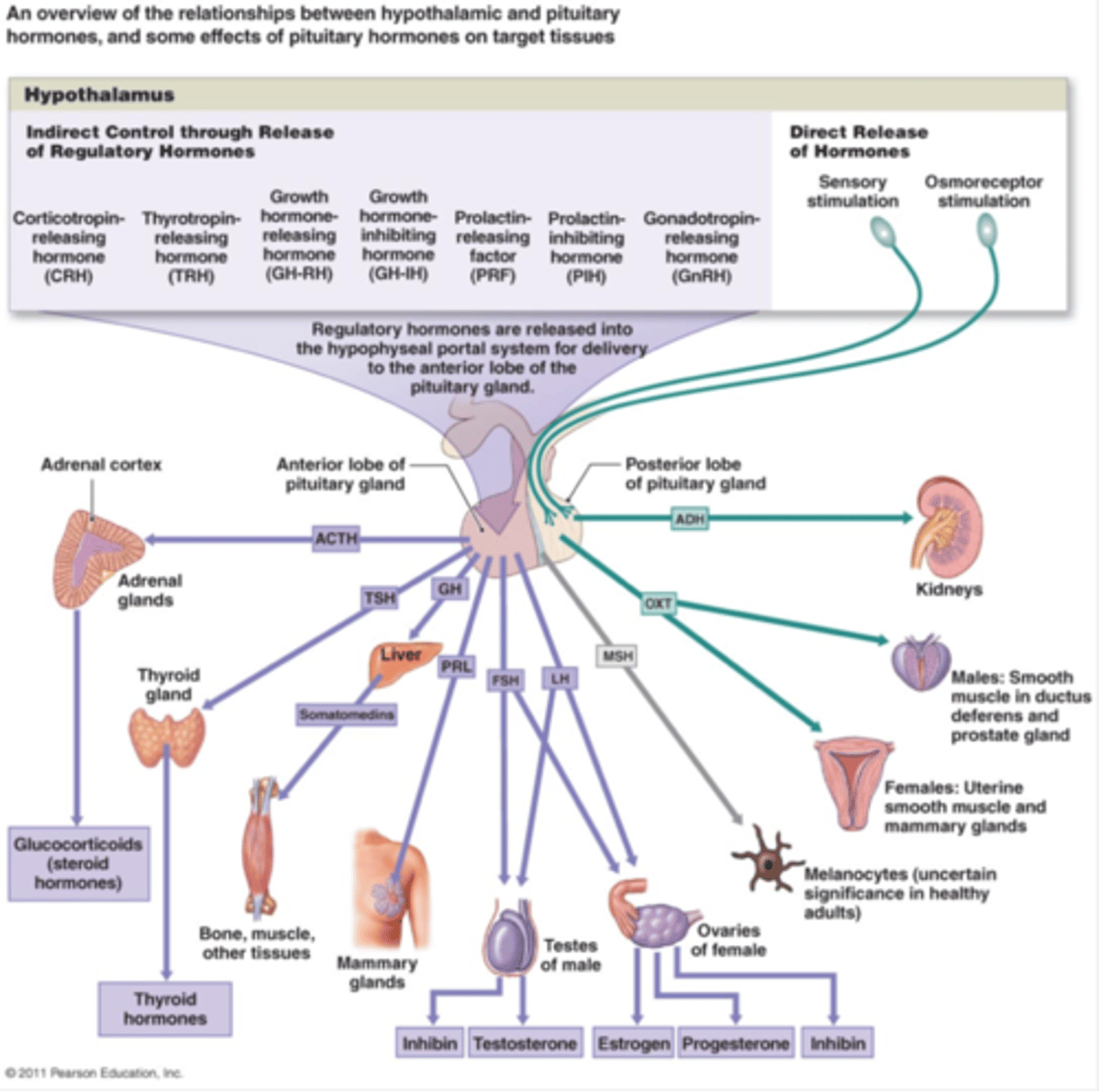 <p>Release of regulatory hormones that stimulate the release of other hormones.</p>