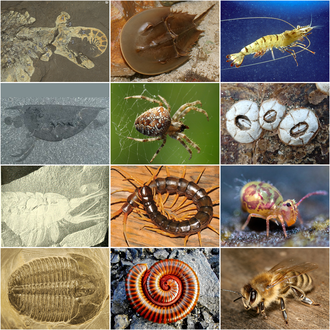 <p>Most diverse phylum, coelomate protostomes, well-developed sense organ systems, mostly herbivorous, segmented</p>