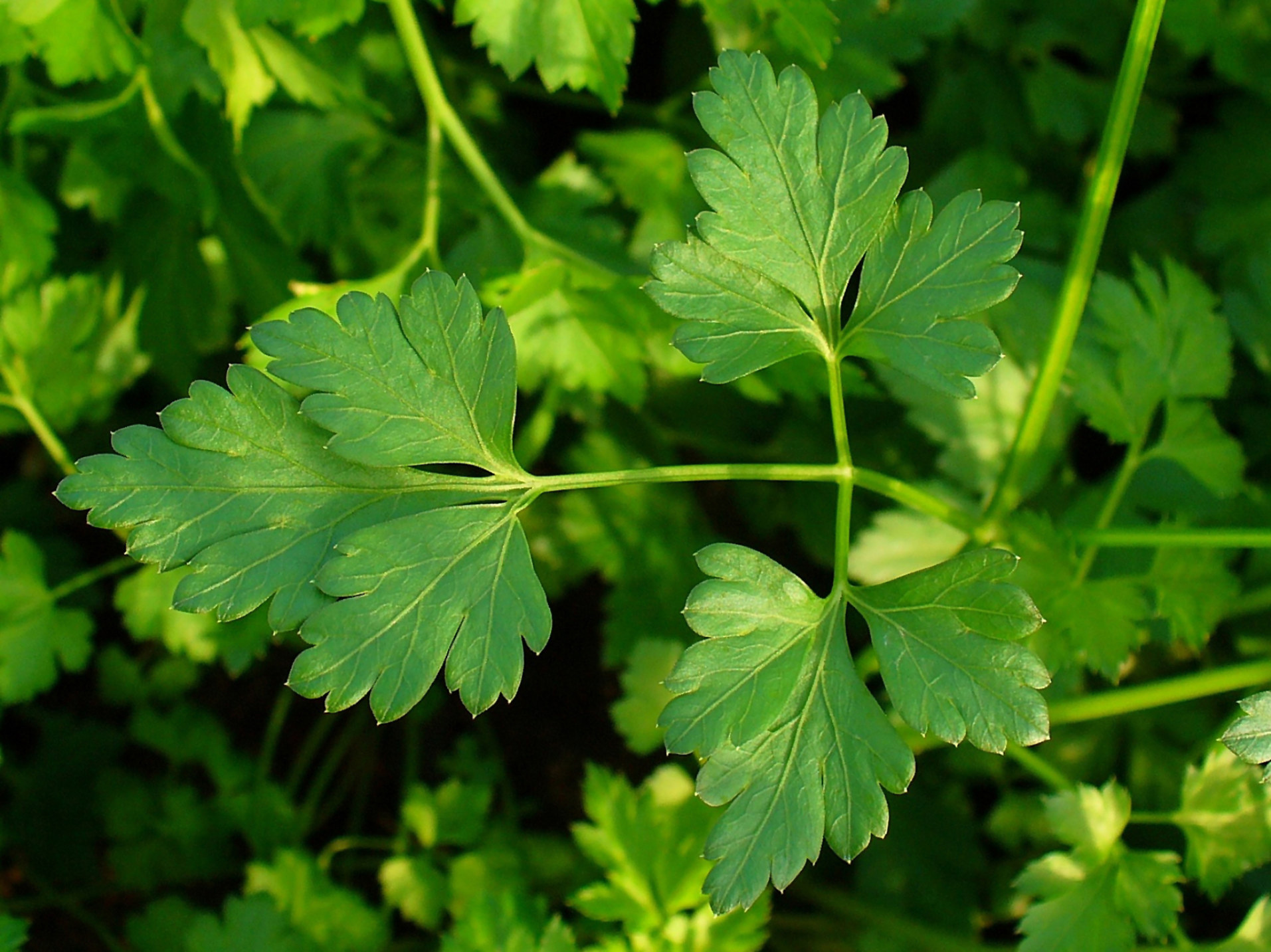 <p>Parsley</p>