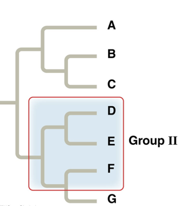 <p>What type of grouping is this?</p>