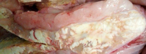 <p>what mycotoxin causes this</p>