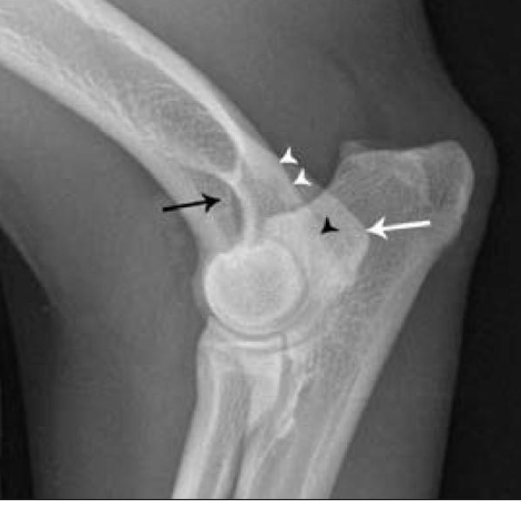 <p>what is the black arrowhead pointing to?</p>