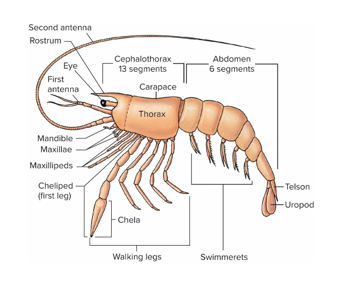 <p>-2 pairs of antennae a pair of mandibles and -2 pairs of maxillae one pair of appendages on each segment -All appendages except perhaps first antennae care biramous</p><ul><li><p>Basal protopod, an outer branch called on exopod and an inner branch called endopod</p></li></ul>