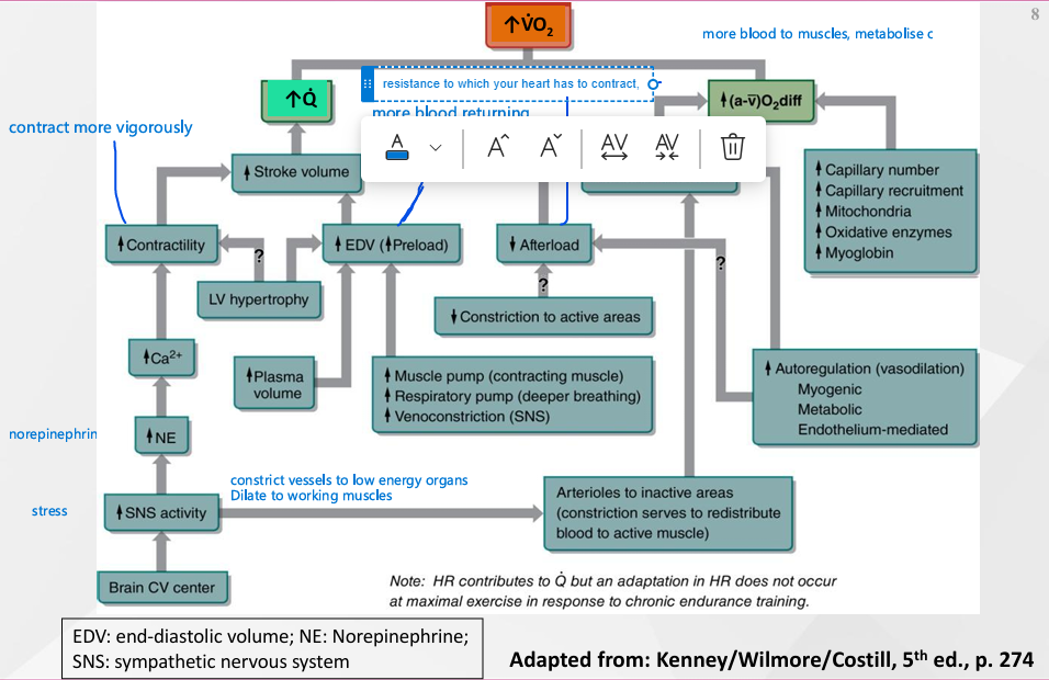 <ol><li><p><span style="color: yellow;"><strong><span>Contractility </span></strong></span>- contract more vigorously</p></li><li><p><span style="color: yellow;"><strong><span>Preload</span></strong></span> - more blood returning to the heart from the peripheral</p></li><li><p><span style="color: yellow;"><strong><span>Afterload </span></strong></span>- resistance to which your heart has to contract</p></li><li><p><span style="color: yellow;"><strong><span>SNS</span></strong></span> - stress, constrict vessels to lo energy organs, dilate vessels to muscles</p></li></ol><p></p>