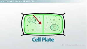 <p>structure that forms when the cytoplasm of a plant cell divides</p>