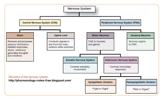 <ul><li><p>Central nervous system (CNS)</p></li><li><p>Peripheral nervous system (PNS)</p></li></ul><p></p>