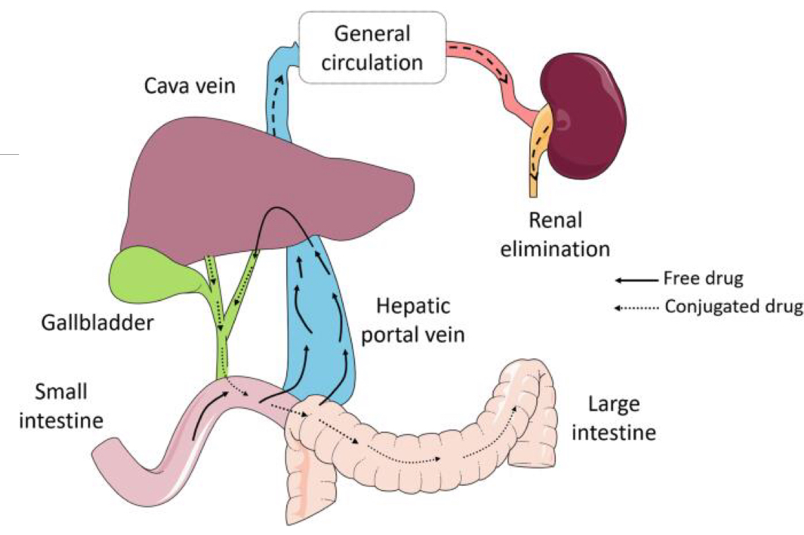 <ul><li><p>It is when conjugated <strong><u>lipophilic</u></strong> metabolites are excreted in bile (Glucuronidation?) and then get reabsorbed in the intestines</p></li><li><p>It is something to consider as bacteria can de-conjugate the drug back into its active form when its in the intestines, essentially allowing for a drug to be absorbed twice</p></li></ul><p></p>