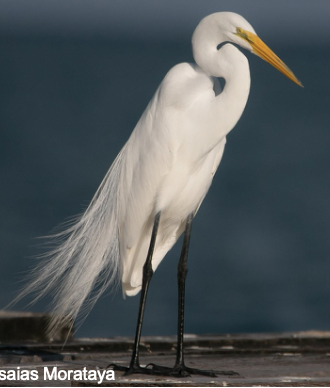 <p>Fresh and saltwater marshes, lakes, ponds, and estuaries</p>