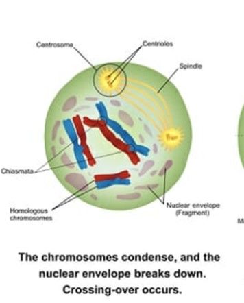<p>Chromosomes condense and attach to the nuclear envelope and go toward the metaphase plate. Genetic recombination may occur (via crossing over).</p>