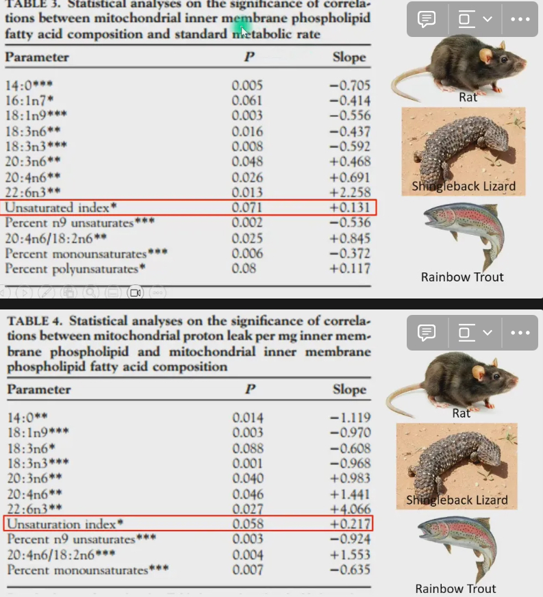 <ul><li><p>Study done examining mitochondrial proton leak, and phospholipid fatty acid composition in lots of animals (rats, shingleback lizard, rainbow trout)</p></li></ul><ul><li><p>Unsaturation index: measure of how unsaturated fatty acids are within phospholipids of mitochondrial inner membrane</p><ul><li><p>More double bonds = higher unsaturation index will be</p></li></ul></li><li><p>Positive correlation between mitochondrial proton leak and phospholipids of fatty acids of mitochondrial inner membrane</p><ul><li><p>More unsaturated fatty acid of phospholipids of membrane are, the leakier the membrane is to protons and K and Na ions</p></li></ul></li><li><p>Unsaturated membrane, with unsaturated fatty acids in their phospholipids are leakier to protons and ions, compared to membranes with saturated fatty acids in phospholipids</p></li><li><p>Also examined relationship between mitochondrial inner membrane phospholipid fatty acid composition and standard metabolic rate</p><ul><li><p>There is still positive correlation in unsaturated index</p></li></ul></li><li><p>Put 2 tables together conclusion is : more unsaturated fatty acids you have within the phospholipids in membrane, the leakier the membrane will be for protons, and K and Na ions.</p></li><li><p>Therefore more energy you will have to spend to keep pumping protons and ions against that leak. That will push value of SMR or BMR higher</p></li></ul><p></p>