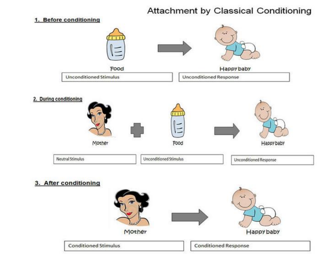 <p>caregiver is associated with food- this is how we form an attachment</p>