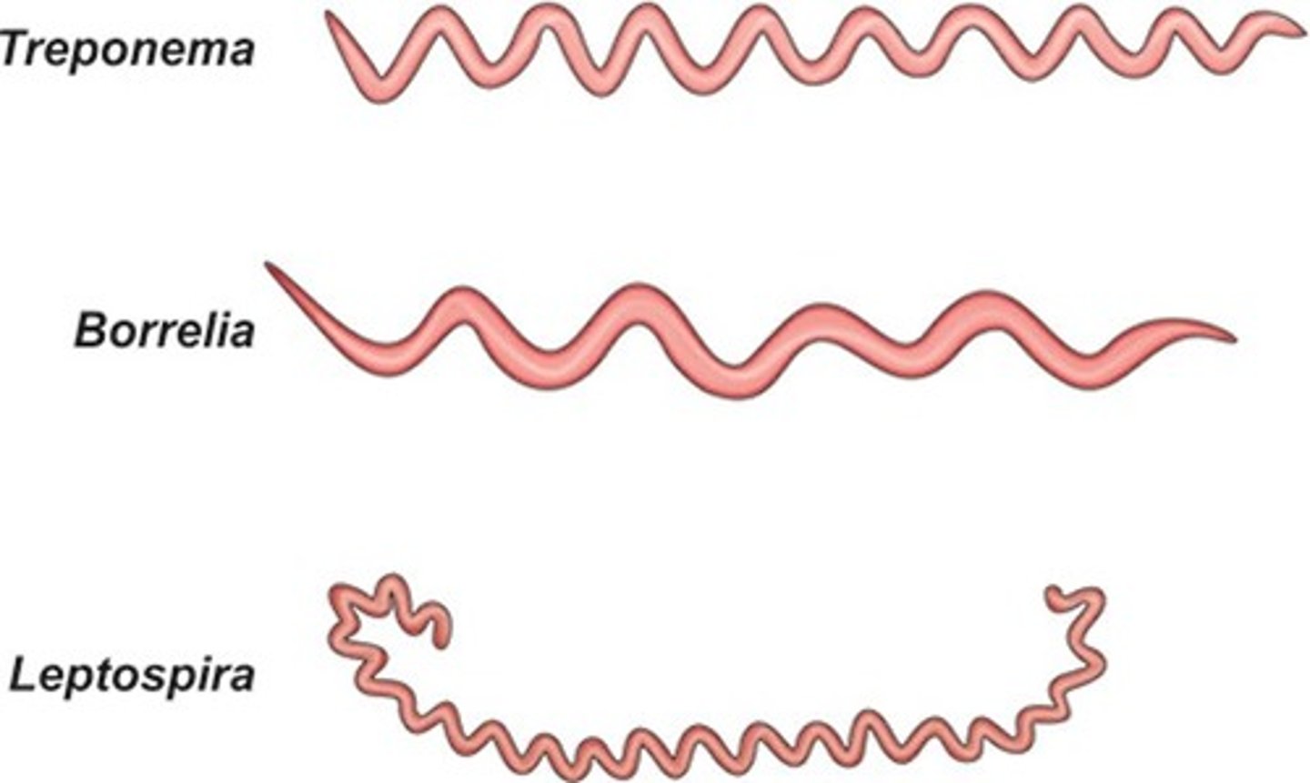<p>gram negative coiled rods</p><p>anaerobic</p><p>Leptospira: Transmitted from infected urine to humans through mucus membranes and can produce fatal Weil syndrome (jaundice, renal, hemorrhage).</p><p>Treponema : transmission is direct contact with Treponema pallidum (syphilis)</p><p>Borrelia: transmission is animal to human through bite of vector (lice/ticks). (relapsing fever (Borrelia recurrentis), Lyme disease (Borrelia Burgdorferi)</p>