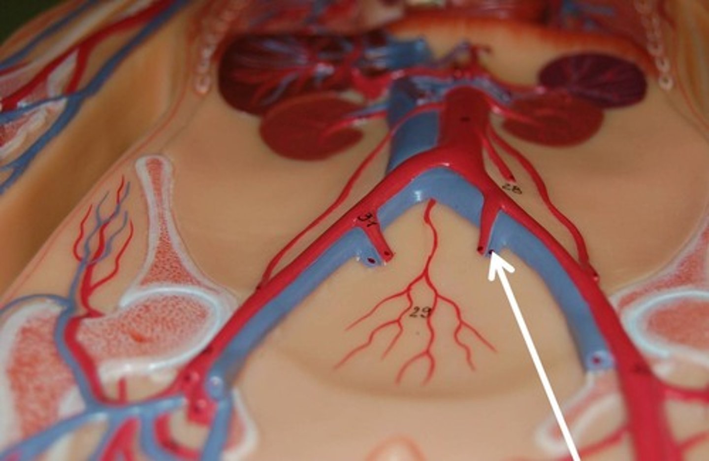 <p>branch of the common iliac artery, main artery of the pelvic cavity - supplies pelvic viscera, perineum, buttocks</p>