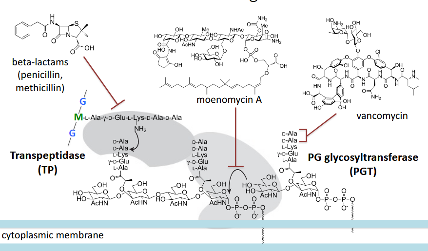 <p>major antibiotic targets; two major regions; A single bacterium has many that perform various functions</p>