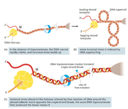 <ul><li><p>Tijdens het openen van de dubbele helix door <strong>helicase</strong> ontstaat <strong>torsiespanning</strong> in het DNA vóór de replicatievork.</p></li><li><p>Dit veroorzaakt <strong>supercoiling</strong>, waardoor helicase niet verder kan bewegen en replicatie zou stoppen.</p></li><li><p><strong>Oplossing:</strong> DNA-topoisomerasen.</p></li></ul><p><strong>Topoisomerase I:</strong></p><ul><li><p>Maakt een <strong>enkelstrengsbreuk</strong> zodat de streng kan draaien en spanning vermindert.</p></li><li><p>Herstelt de breuk automatisch, <strong>ATP niet nodig</strong>.</p></li></ul><p><strong>Topoisomerase II:</strong></p><ul><li><p>Maakt een <strong>dubbele strengbreuk</strong> om verstrengelde DNA-moleculen door elkaar te laten glijden.</p></li><li><p>Vereist <strong>ATP</strong>, omdat het beide strengen moet openen en sluiten.</p></li></ul><p><strong>Functie:</strong> voorkomt blokkades bij replicatie en ontward DNA bij celdeling.</p>