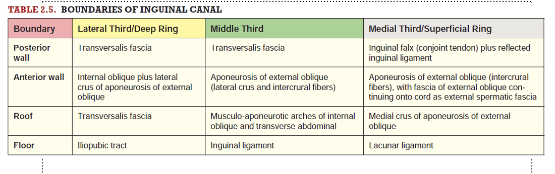 <p>Two walls, Floor and Roof:</p><p>Anterior wall – formed by external oblique aponeurosis</p><p>Posterior wall – formed by tranversalis fascia</p><p>Roof – lateral portion is tranversalis fascia, central portion by musculo-aponeurotic arches of internal oblique and transversus abdominis muscles, medial portion formed by medial crus and intercrural fibers</p><p>Floor – lateral portion formed by iliopubic tract, central portion by superior surface of inguinal ligament, medial portion by the lacunar ligament</p><p></p>