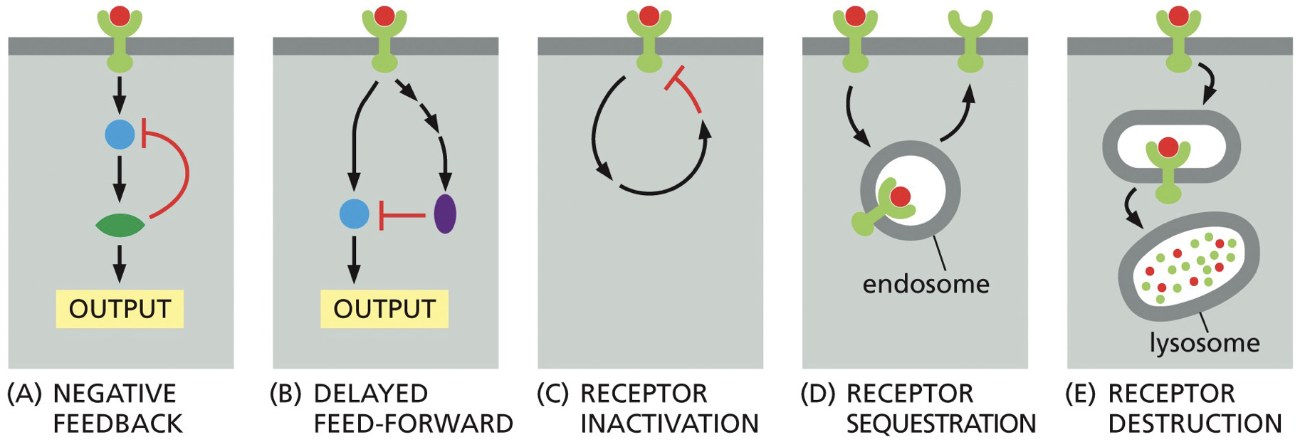 When we have mechanisms to turn on signaling, we have mechanisms to turn of signaling. In negative regulators (not RTKs), we would work by removing a signal molecule.