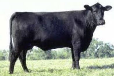 <p>What bovine breed is this? </p>