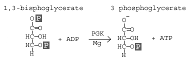 <p>Phosphoglycerate Kinase</p>