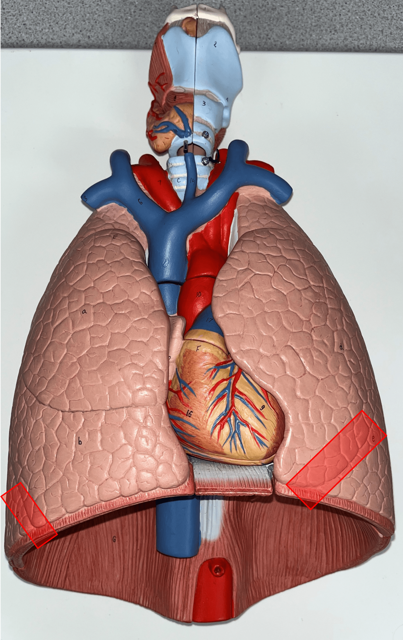 • Separates the middle and inferior lobes of the R. lung.

• Separates the superior and inferior lobes of the L. lung.