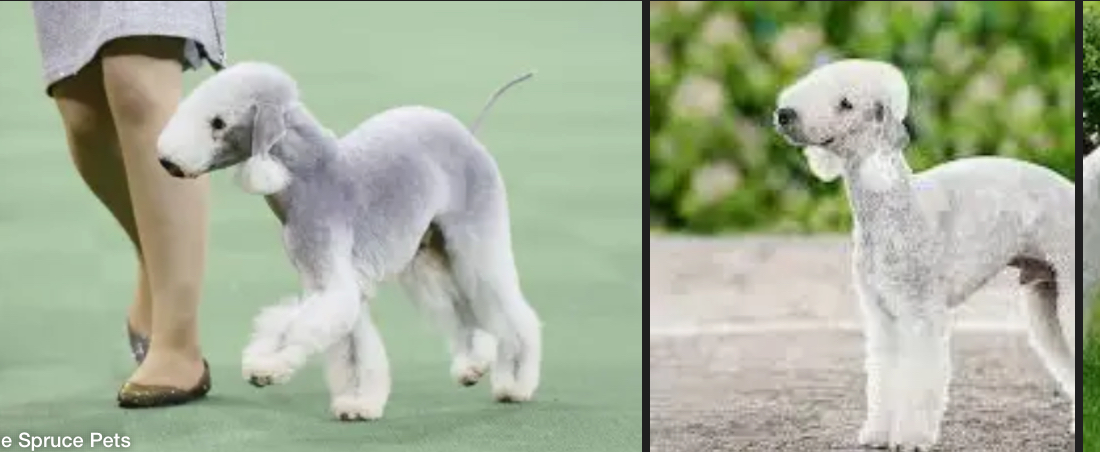 <p>DOG BREEDS: what is the breed?</p>