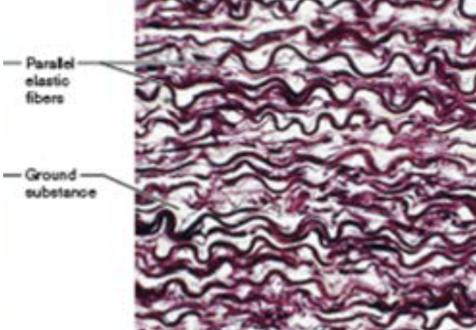 <p>blood vessels, bronchial tubes of lungs</p>