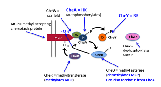 <p><strong>MCP</strong> = methyl accepting chemotaxis proteins</p><p><strong>CheA</strong> (histidine kinase) = autophosphorylates</p><p><strong>CheW</strong> = scaffold protein, ancours MCP with CheA.</p><p><strong>CheY</strong> (response regulator) = governs direction of flagellar rotation. P transferred from Histidine residue in CheA to aspartate residue in CheY. When phosphorylated binds to FliM in flagellar motor and induces CW tumbling.</p><p><strong>CheZ</strong> = phosphatase that dephosphorylates CheY, promoting a switch back to CCW rotation. </p><p><strong>CheR</strong> = methyl transferase (methylates MCPs)</p><p><strong>CheB</strong> = methyl esterase (demethylates MCPs)</p><p></p>