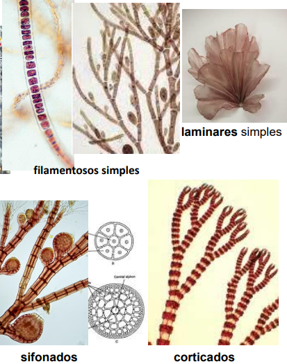 <p style="text-align: justify;">Muy diverso:</p><ul><li><p style="text-align: justify;">Formas más sencillas son <strong>unicelulares</strong>.</p></li><li><p style="text-align: justify;"><strong>Filamentos simples</strong>: uniseriados, pueden estar ramificados.</p></li><li><p style="text-align: justify;"><strong>Laminares</strong>: lámina simple y fina.</p></li><li><p style="text-align: justify;"><strong>Sifonados</strong>: un eje central (sifón), rodeado por un conjunto de células pericentrales (4-32).&nbsp;</p></li><li><p style="text-align: justify;"><strong>Corticados</strong>: están bandeados con unas más claras y otras más oscuras, debido a una proliferación de las zonas corticales.</p></li></ul><p></p>