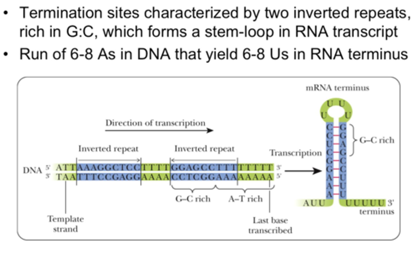 <p>-requires a GC rich region of RNA</p><p>-and 4-8 consecutive U residues</p><p>-sequence specific</p>