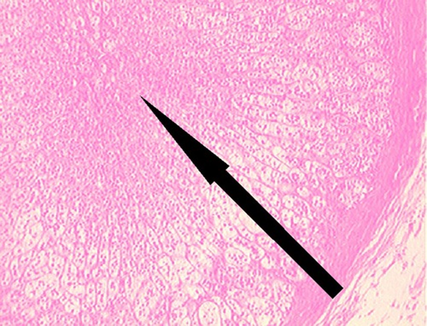 <p>A. Label B. Hormone made there</p>