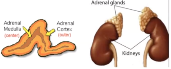 <p>Where is medulla located in adrenal glands?</p>