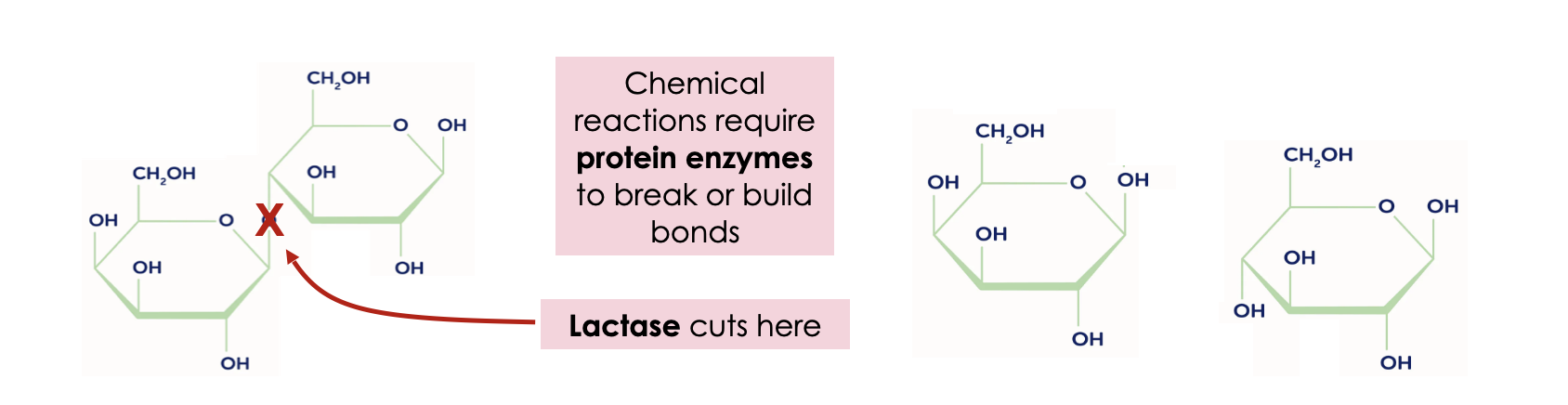 <ul><li><p>1.<span style="font-family: Arial; line-height: normal; font-size: 11px;"><span> </span></span>The DNA change makes a cell unable to make an enzyme called lactase.</p><p>2.<span style="font-family: Arial; line-height: normal; font-size: 11px;"><span> </span></span>Without this enzymes the guts cannot break down lactose sugars into a form we can absorb, so</p><p>lactose lingers in the gut.</p><p>3.<span style="font-family: Arial; line-height: normal; font-size: 11px;"><span> </span></span>Bacteria in the gut eat the lactose instead, causing varying degrees of intestinal discomfort (gas,</p><p>bloating, nausea, diarrhea) when the person eats food containing lactose.</p><p>Some people have a mutation that prevents them from ever being able to make the enzyme. They have</p><p>congenital (inherited) lactose intolerance.</p><p>Others are only lactose intolerant as adults. Many adults stop making the enzyme after breastfeeding is</p><p>done. They have a normal lactase enzyme gene, it’s just not expressed any longer.</p></li></ul><p></p>