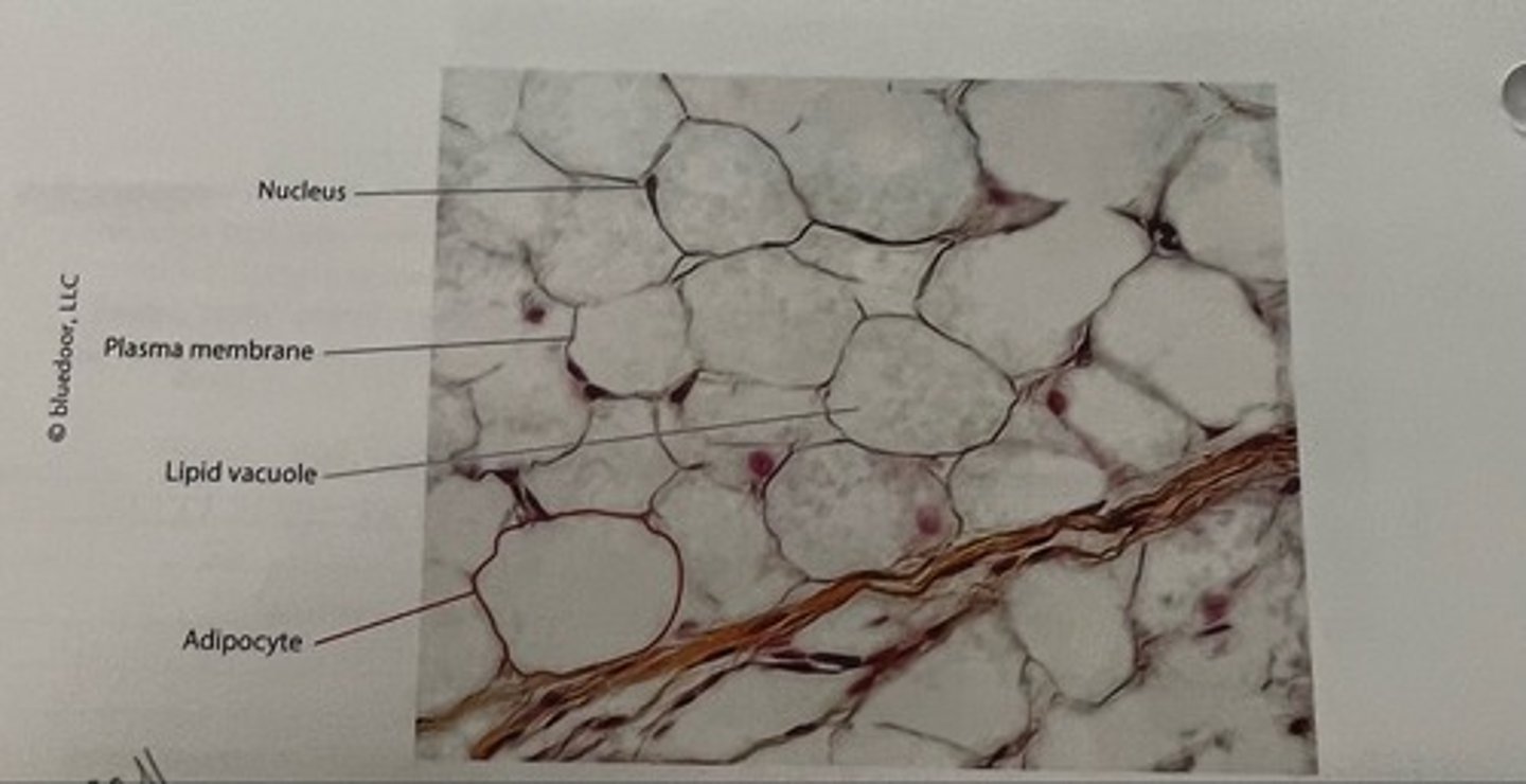 <p>Locations</p><p>•Under skin</p><p>•Around internal organs such as heart, kidneys and eyes</p><p>•Within breast</p><p>•Functions</p><p>•Energy storage</p><p>•Insulation</p><p>•Filling, shaping and protecting body</p>