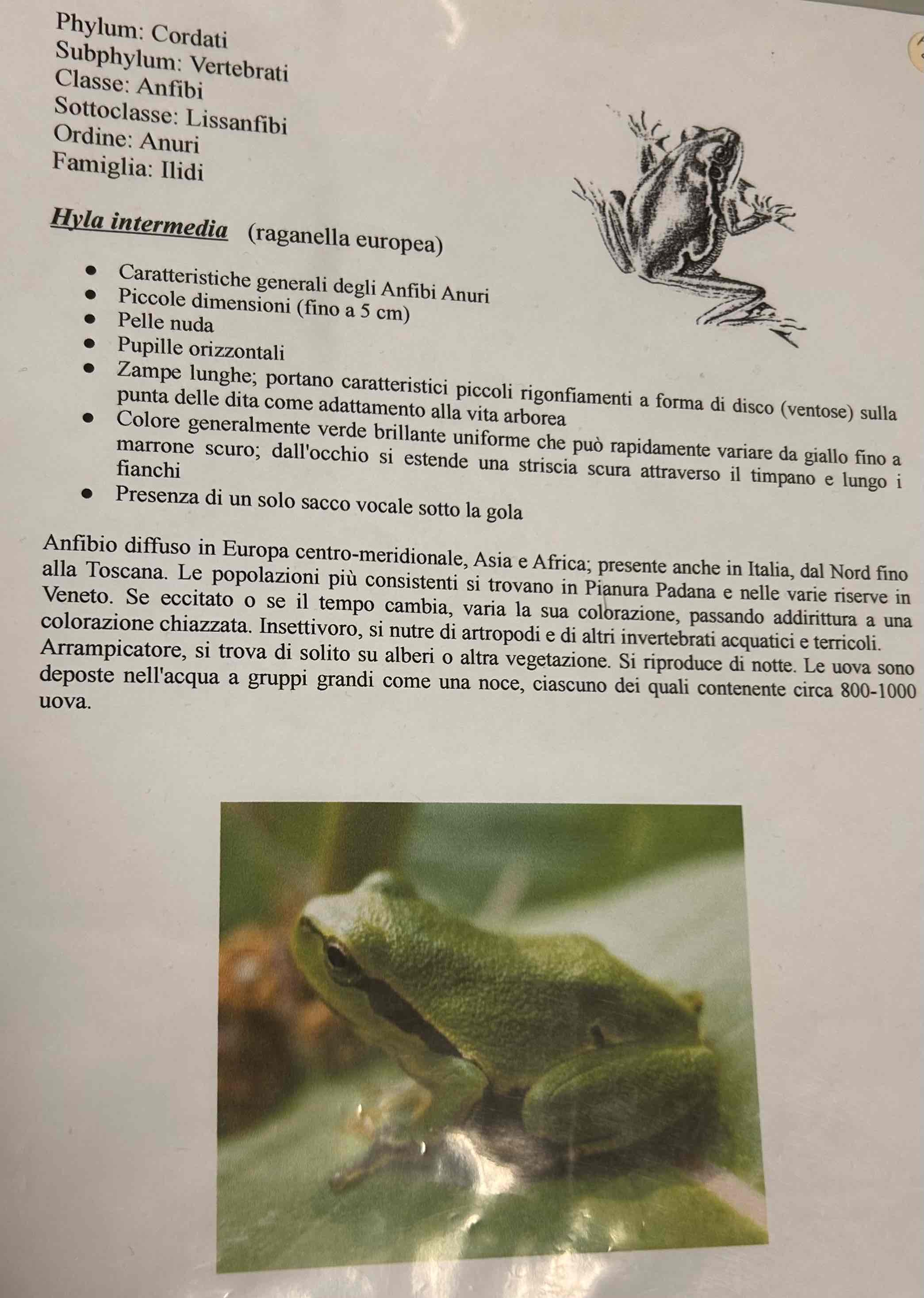 <p>Cordati</p><p style="text-align: start">Vertebrati</p><p style="text-align: start">Gnatostomi</p><p style="text-align: start">Tetrapodi</p><p style="text-align: start">Anfibi</p><p style="text-align: start">Anuri</p><p style="text-align: start">Hyla intermedia [raganella europea]</p>