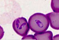<p>equine piroplasms&nbsp;</p>