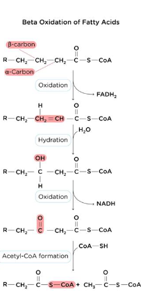 <p><span><strong>1) Acyl CoA dehydrogenase: Oxidation</strong></span><br><span>○ Forms trans double bond between alpha and beta carbons</span><br><span>○ Produces FADH2</span><br><span>○ Family enzymes specific to chain length (LCAD, MCAD, SCAD)</span><br><span><strong>2) Enoyl-CoA Hydratase: Hydration</strong></span><br><span>○ Adds a hydroxyl group to the beta carbon</span><br><span>○ Adds proton to alpha carbon</span><br><span>○ No energy direct production</span><br><span><strong>3) 3-hydroxyacyl CoA Dehydrogenase: Oxidation</strong></span><br><span>○ Oxidizes beta carbon</span><br><span>○ Produces NADH</span><br><span><strong>4) β-Ketoacyl-CoA Thiolase: thiolytic cleavage</strong></span><br><span>○ Cleaves bond between alpha and beta carbons</span><br><span>○ Produces fatty acyl CoA (n-2)</span></p>
