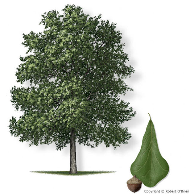 <p><em>Quercus nigra</em></p><ul><li><p><strong>one of the smallest acorns, fairly flat cap</strong></p></li><li><p><strong>gray, platy bark, streaky</strong></p></li><li><p>leaf: one of smallest leaves, <strong>club</strong> shaped, variation on tree</p></li><li><p>not very native here, not big 5</p></li><li><p>not very water needing</p></li></ul><p></p>