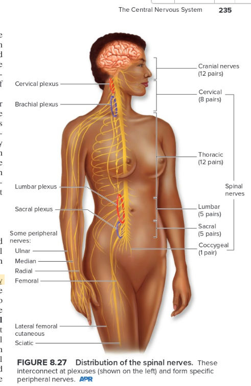 <p>Each spinal nerve is a mixed nerve composed of sensory and  motor  fibers</p>