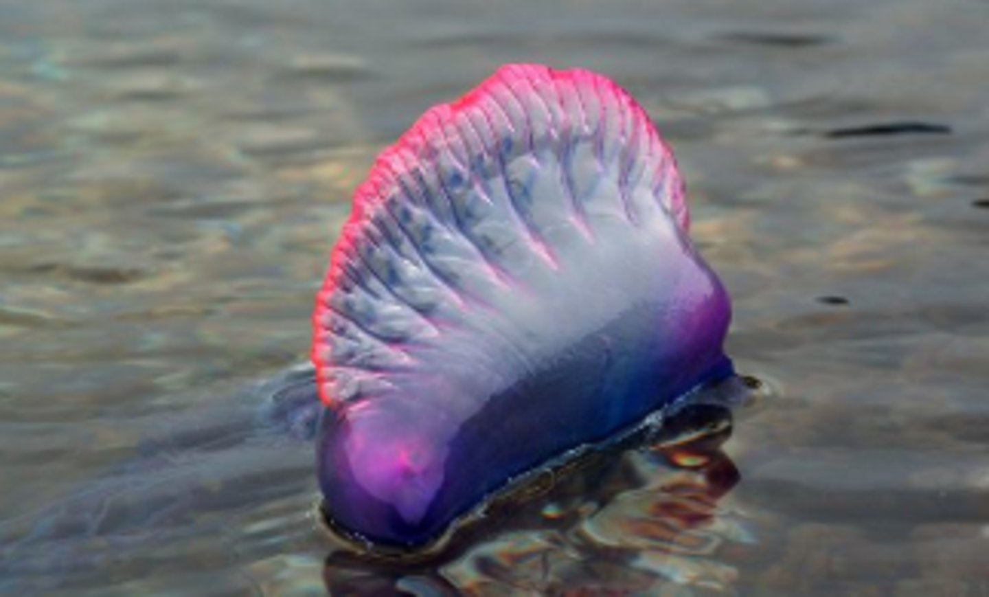 <p>Group of colonial organisms made up of zooids</p>