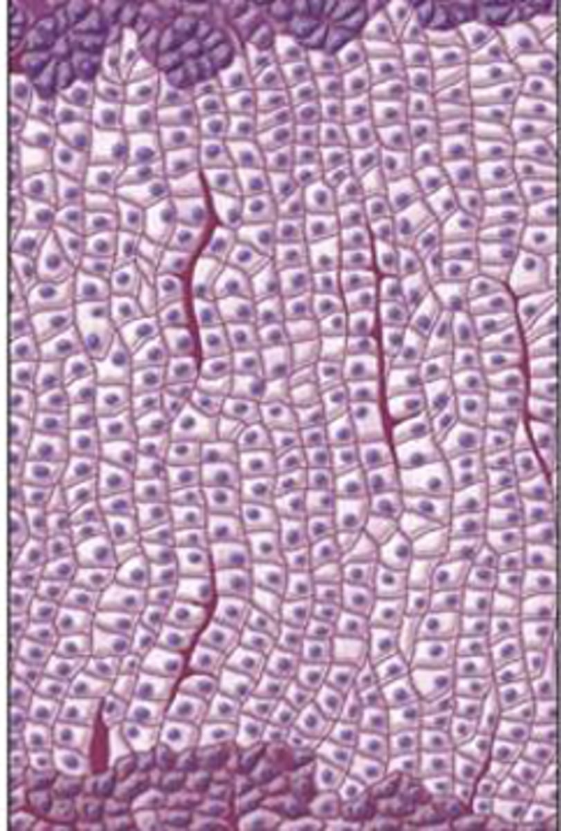 <p>cells stacked on one another in columns; secrete glucocorticoids and androgenic steroids</p>