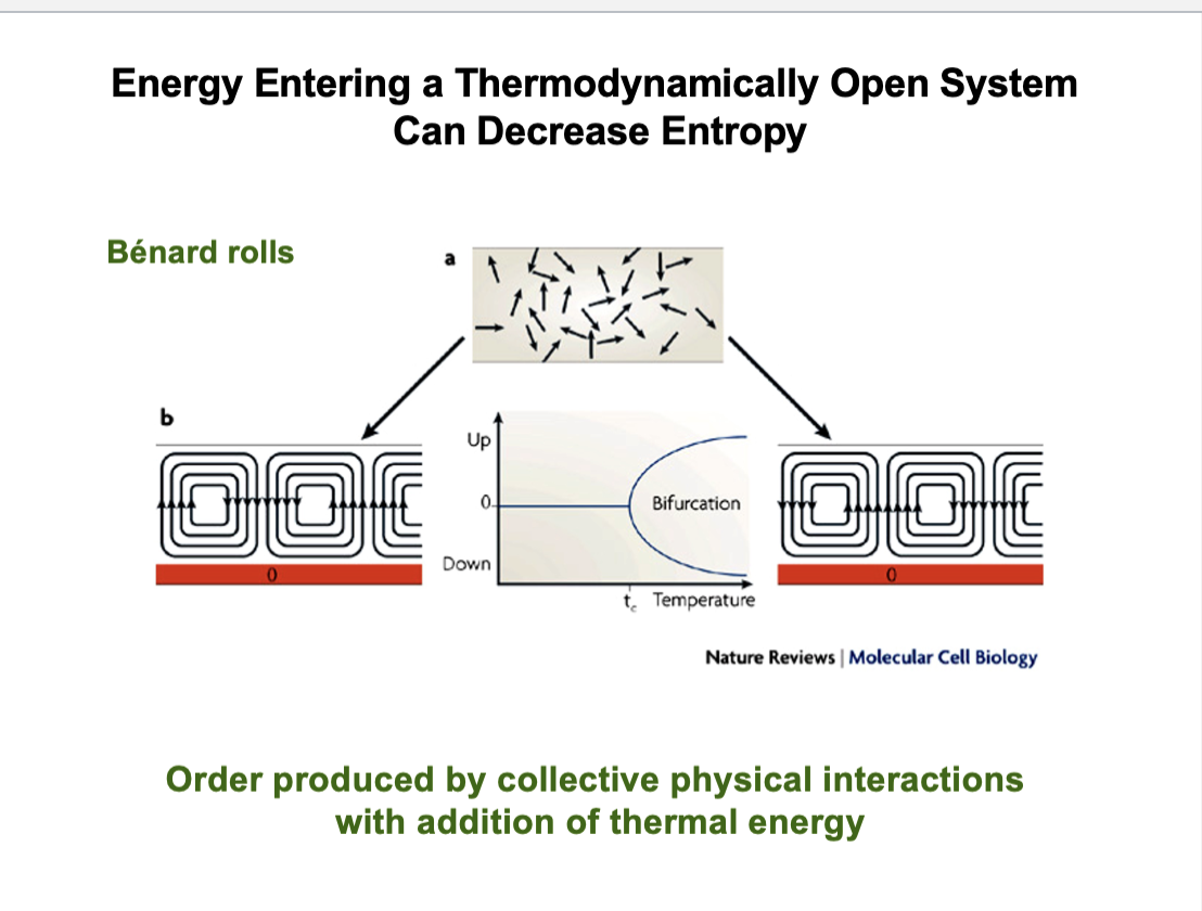 <ul><li><p>A cell is an island of order in a sea of disorder —&gt; churning of water causes currents in the water known as Benard rolls </p><ul><li><p>There is energy being put INTO the system: heat</p></li><li><p>The collective interactions of the water molecules with the addition of thermal energy is creating order </p></li><li><p>These currents of water can be moving clockwise or counterclockwise </p></li><li><p>Energy is important for creating order </p></li></ul></li></ul><p></p>