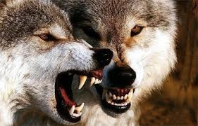 fangs