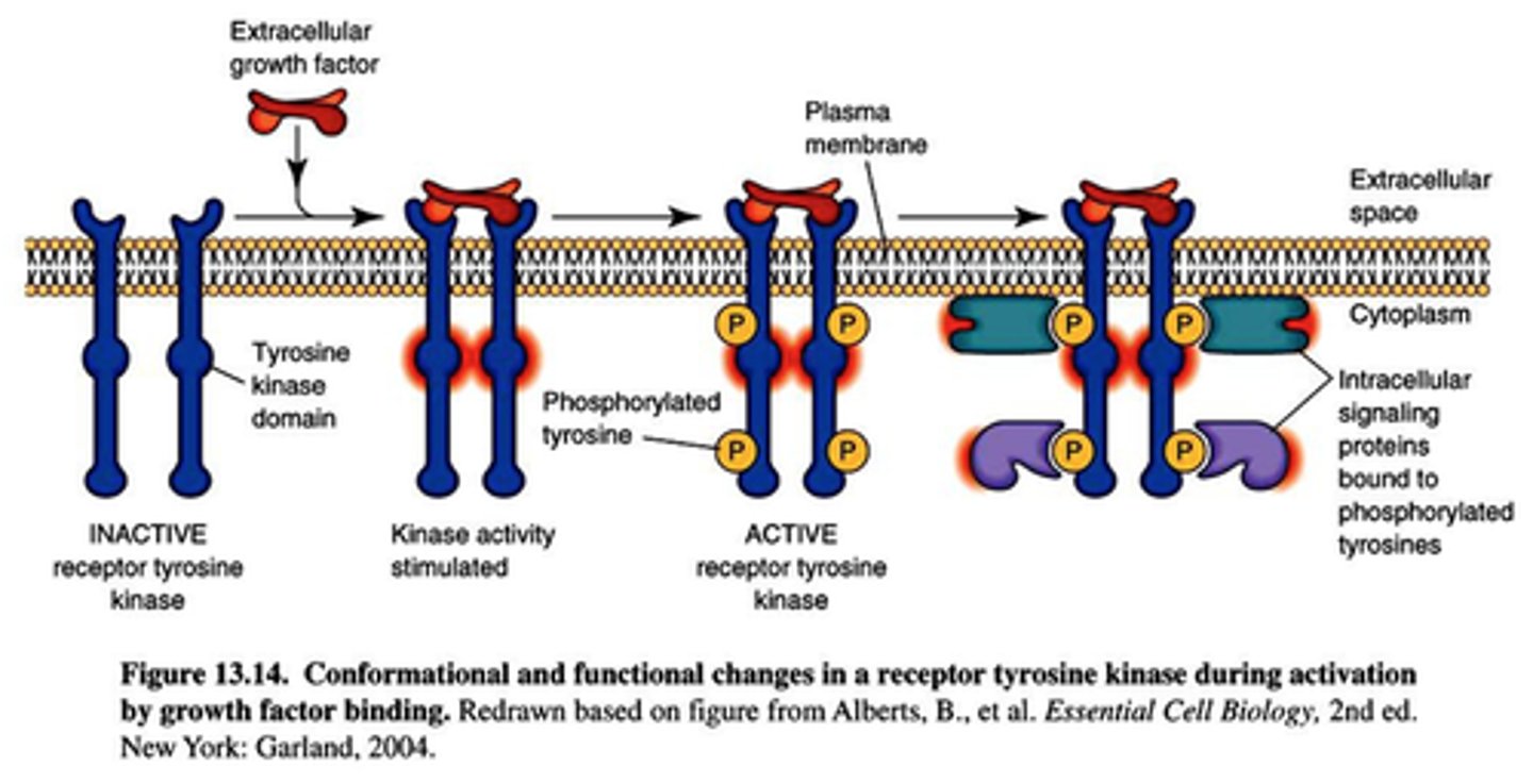 <p>- dimer attached to the membrane</p><p>- interacts with a ligand which is also usually a dimer</p><p>- binds and then the receptors will phosphorylate each other- transphosphorylation</p>