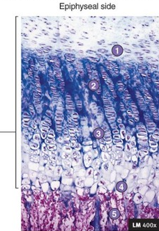 <p>Identify 1</p>