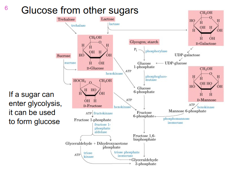<p>- if a sugar can enter glycolysis, it can be used to form glucose</p>