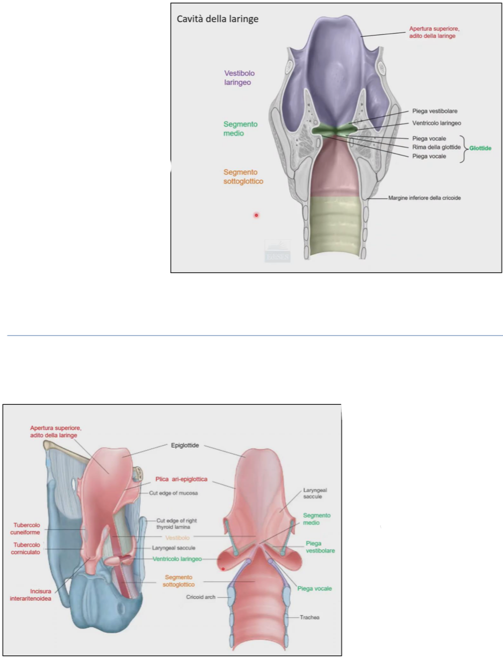 <p></p><p>La cavità della laringe rivestita da mucosa è suddivisa in:</p><ul><li><p>Vestibolo Laringeo → a livello dell’adito laringeo, quindi laringe superiore</p></li><li><p>Segmento Medio → comprende piega vestibolare e vocale, ventricolo laringeo e glottide</p></li><li><p>Segmento Sottoglottico → dopo la glottide, quindi cartilagine cricoide e trachea.</p></li></ul><p>Rivestimento della cavità laringea:</p><ul><li><p>Tutta la mucosa della laringe è rivestita da epitelio respiratorio (cilindrico ciliato)</p></li><li><p>Nei fumatori abbiamo metaplasia con epitelio pavimentoso pluristratificato non cheratinizzato, generalmente presente solo a livello delle pieghe vocali per fornire più resistenza, dato lo stress delle vibrazioni</p></li><li><p>Sotto l’epitelio delle pieghe vocali, abbiamo, in sequenza:</p><ul><li><p>Connettivo lasso </p></li><li><p>Connettivo denso ricco di fibre elastiche (del legamento vocale)</p></li><li><p>Connettivo denso ricco di collagene</p></li><li><p>Muscolo vocale</p></li></ul></li><li><p>A livello del vestibolo laringeo e segmento sottoglottico possiamo trovare ghiandole a secrezione mucosa, sierosa e mista</p></li><li><p>La sottomucosa è presente solo nel segmento sottoglottico e continua nella trachea</p></li></ul><p></p>